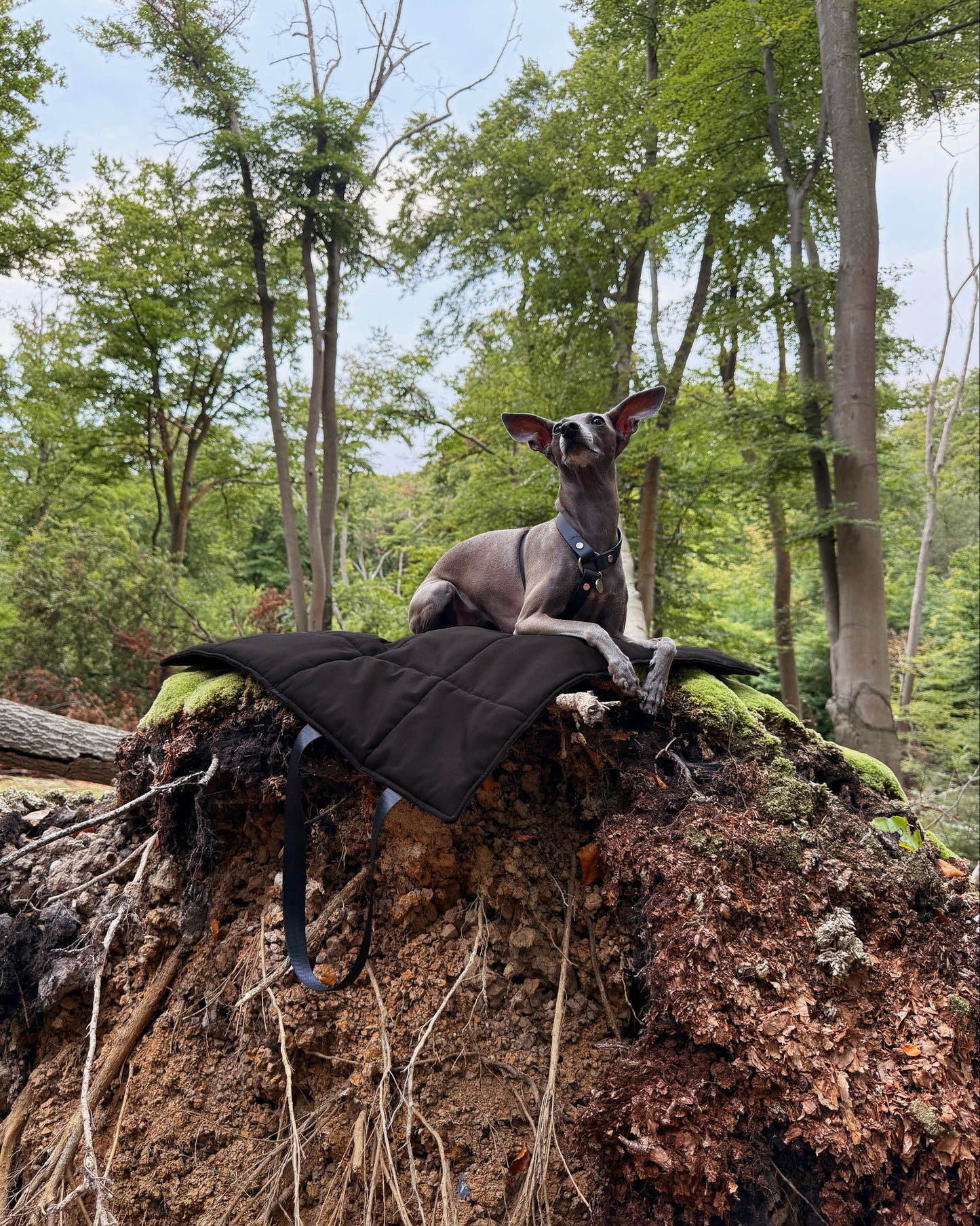Italian greyhound on black softshell dog settle mat in the woods