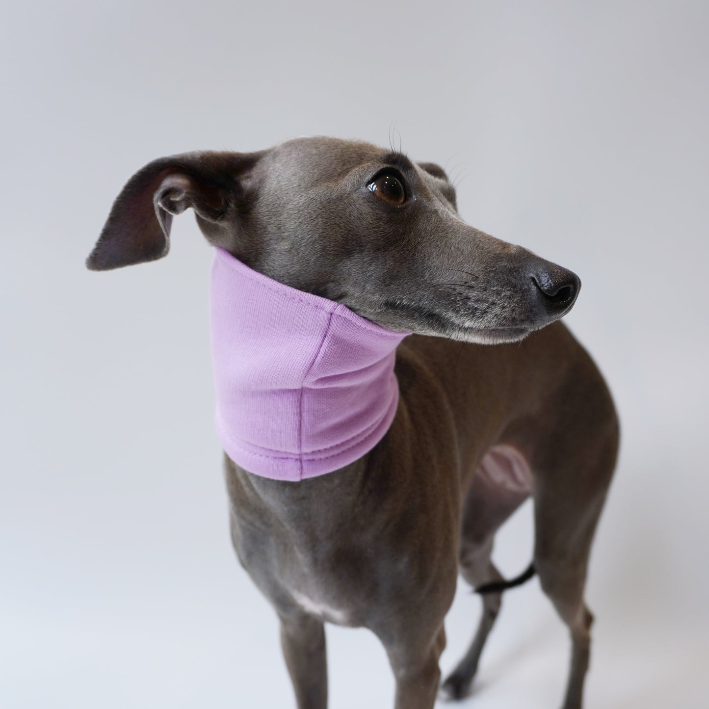 side view of Cute puppy sporting a dog snood in lilac by LE PUP.