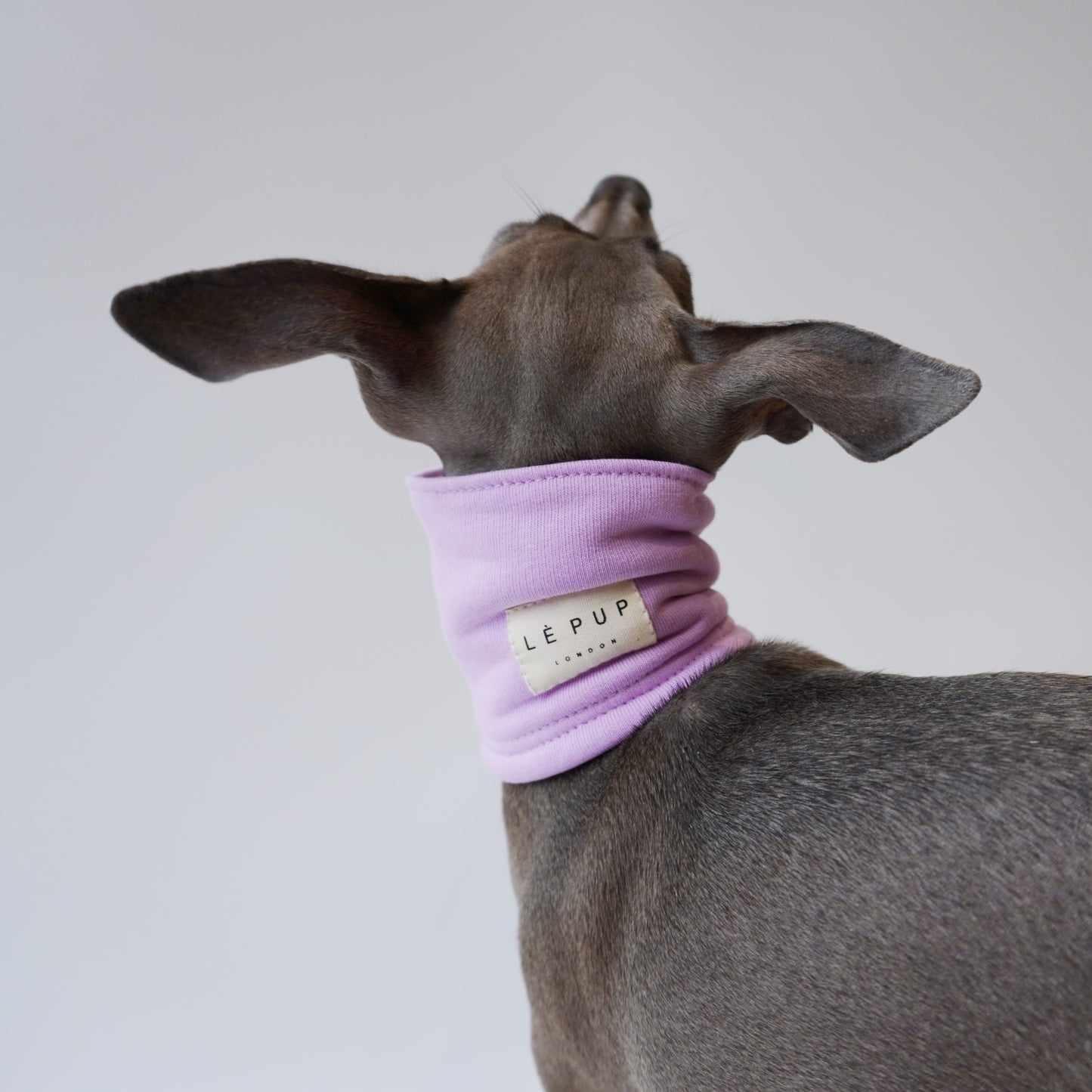 Back view of Italian greyhound wearing lilac double layer warm neck warmer for dogs by LE PUP.