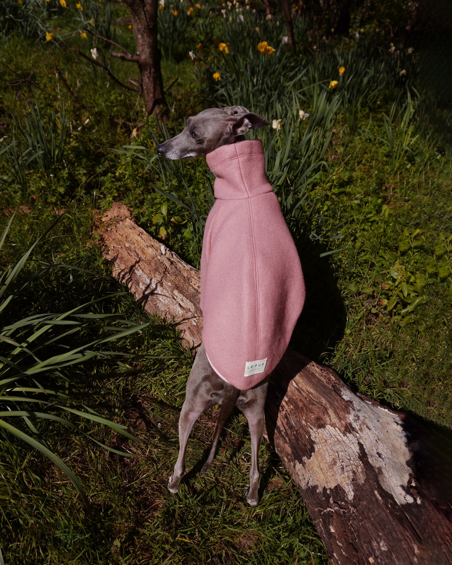 Back shot of Italian greyhound wearing warm pink jumper