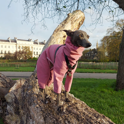 Italian Greyhound showing off a stylish  dusty pink waterproof softshell raincoat for dogs by LE PUP.