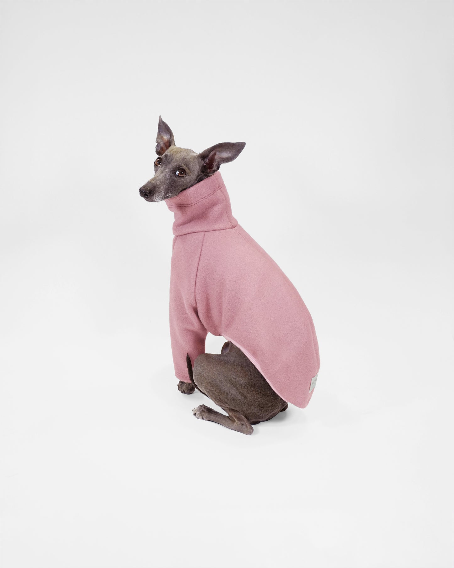 Dog wearing a pink sweater on a white background