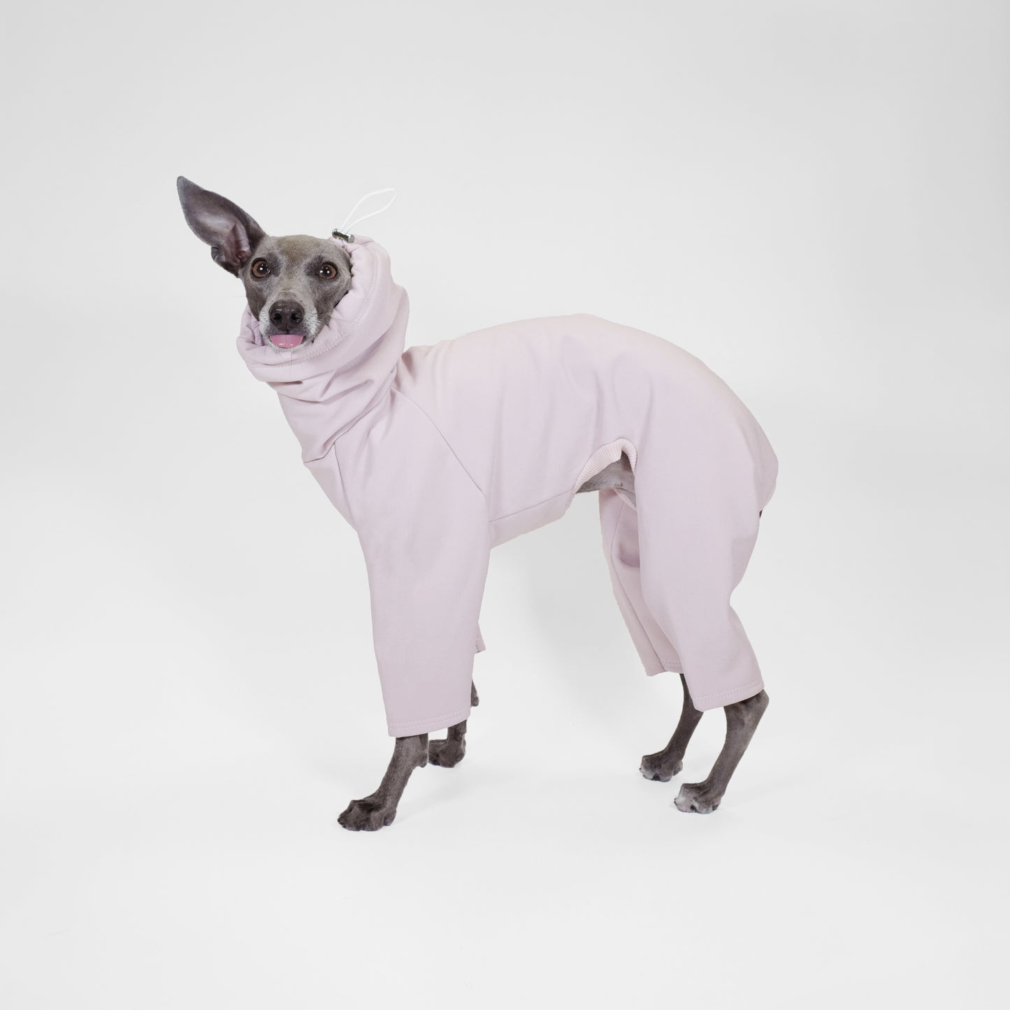 Side standing shot of dog with tongue out wearing beige rainsuit