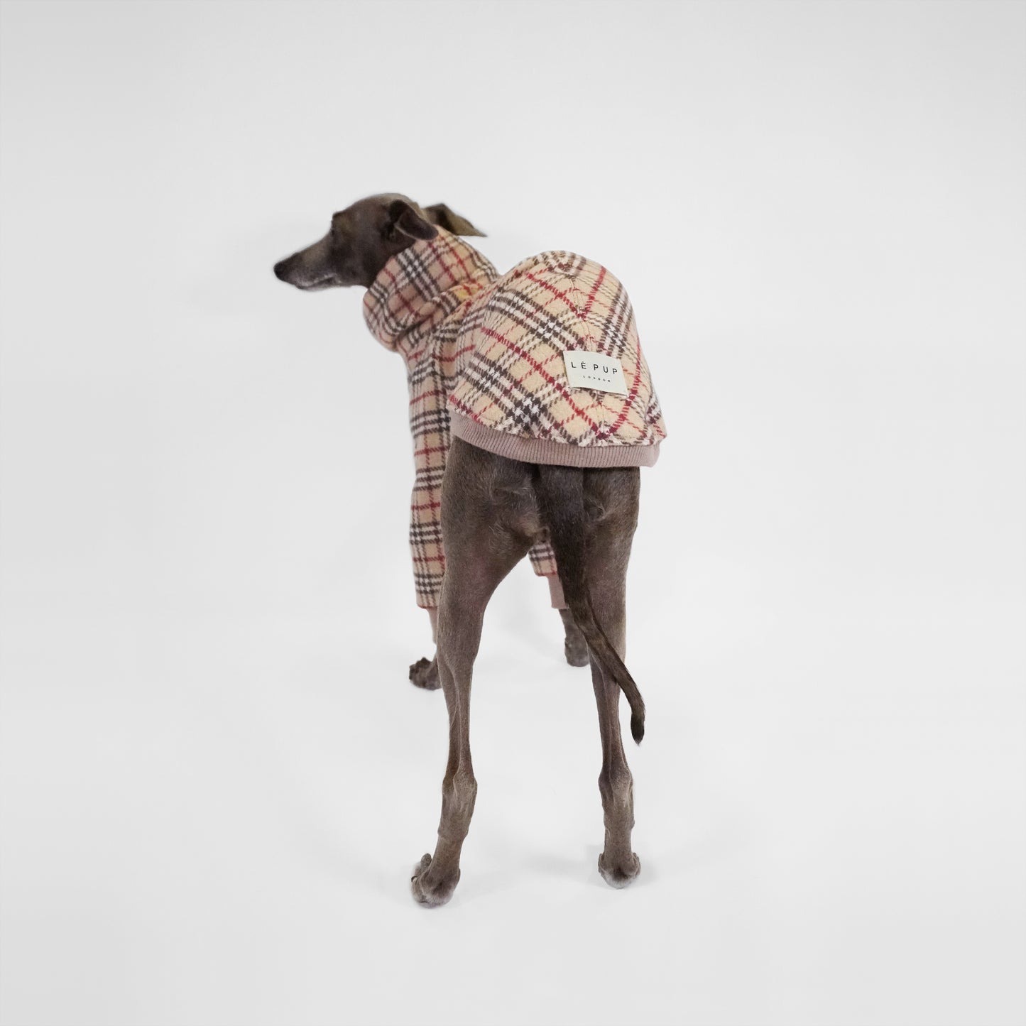 Back shot of Italian Greyhound dog wearing bespoke dog jumper