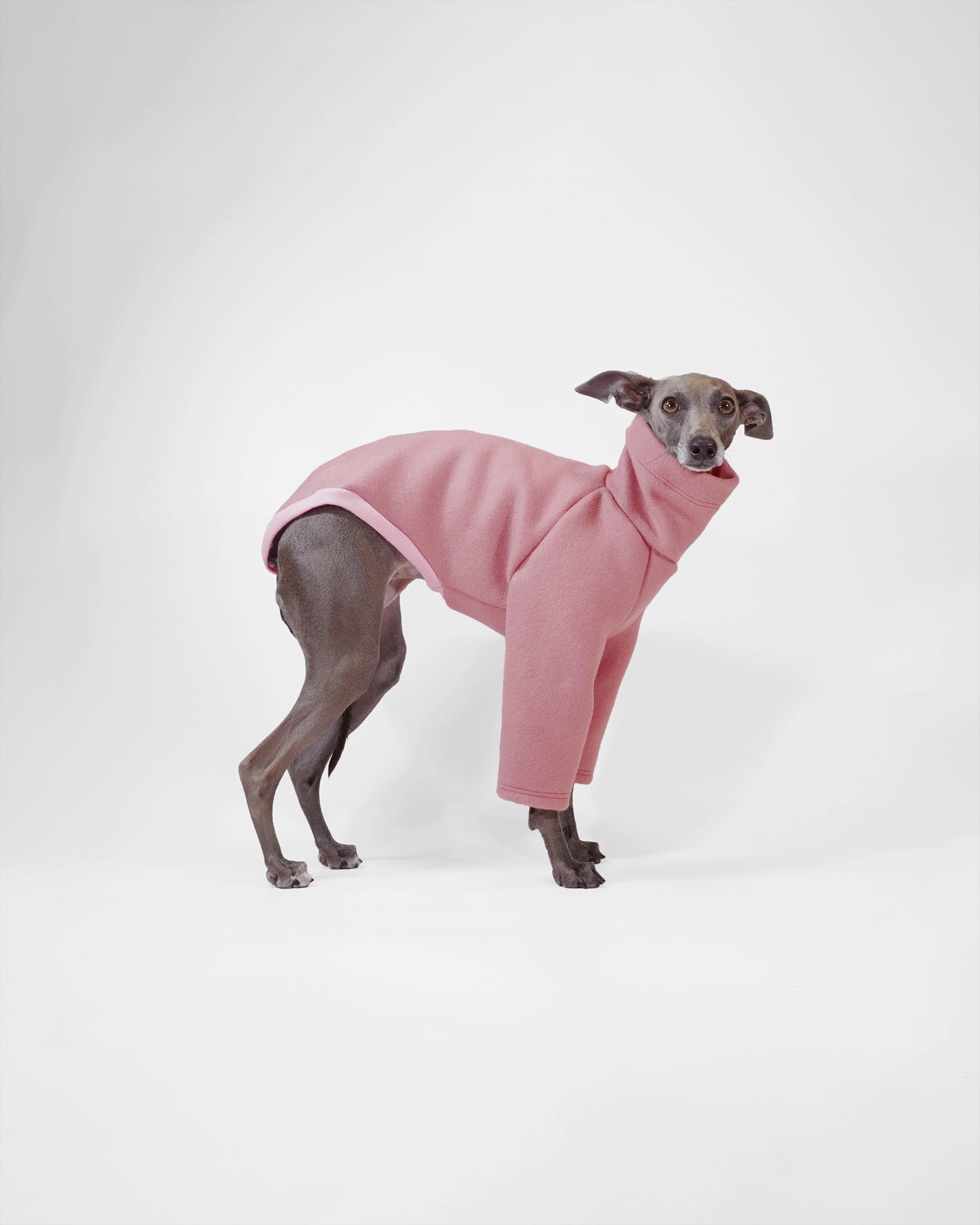 Dog wearing a pink sweater on a white background