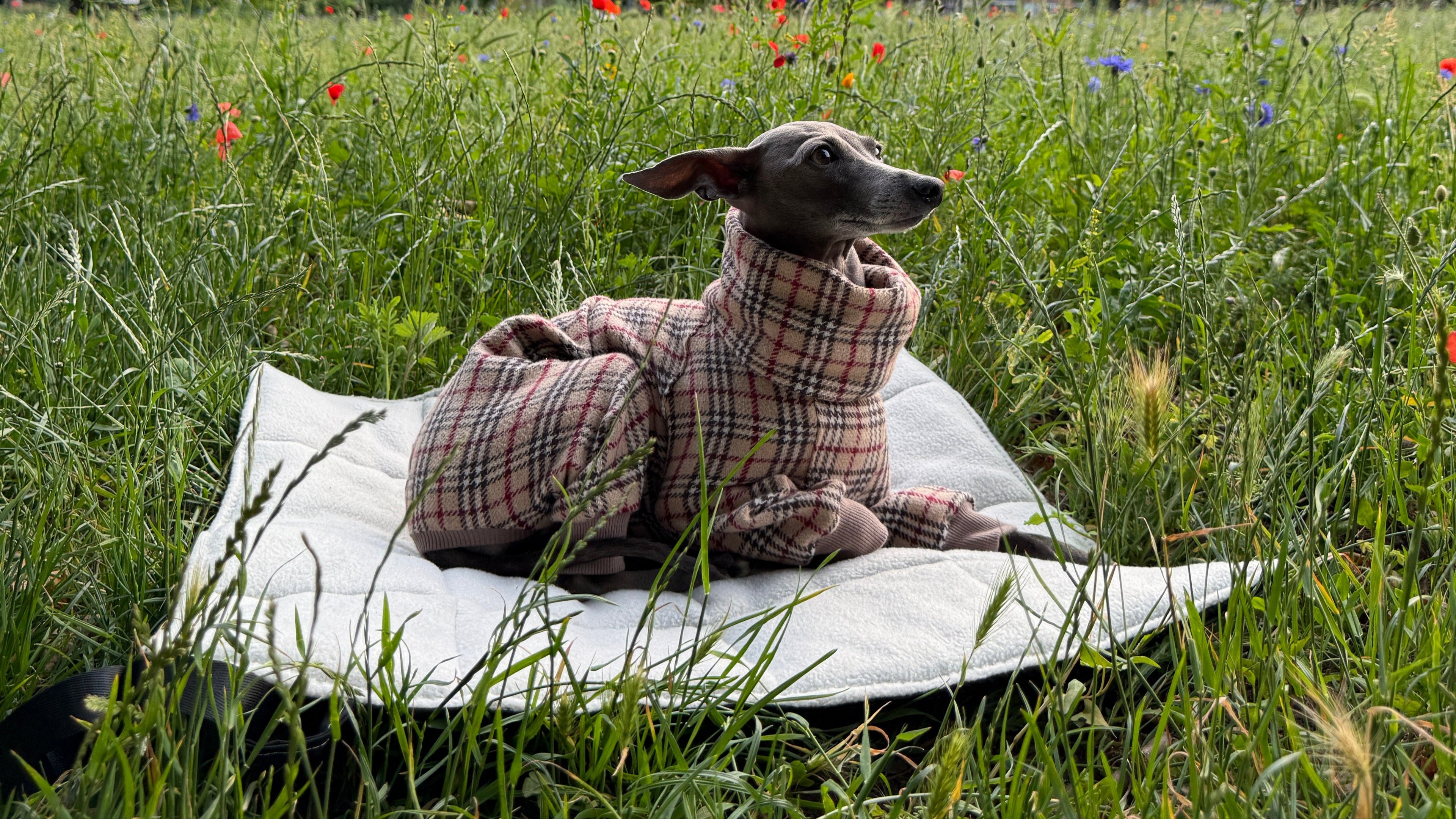 Italian Greyhound wearing a tartan dog onesie laying on a dog travel mat in a meadow