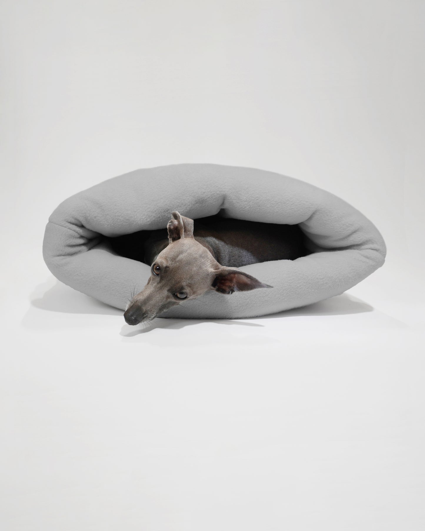 Italian Greyhound inside snuggle sack by LE PUP