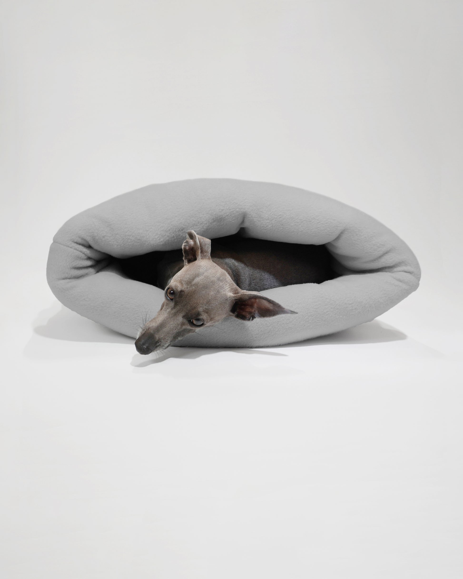 Italian Greyhound inside snuggle sack by LE PUP