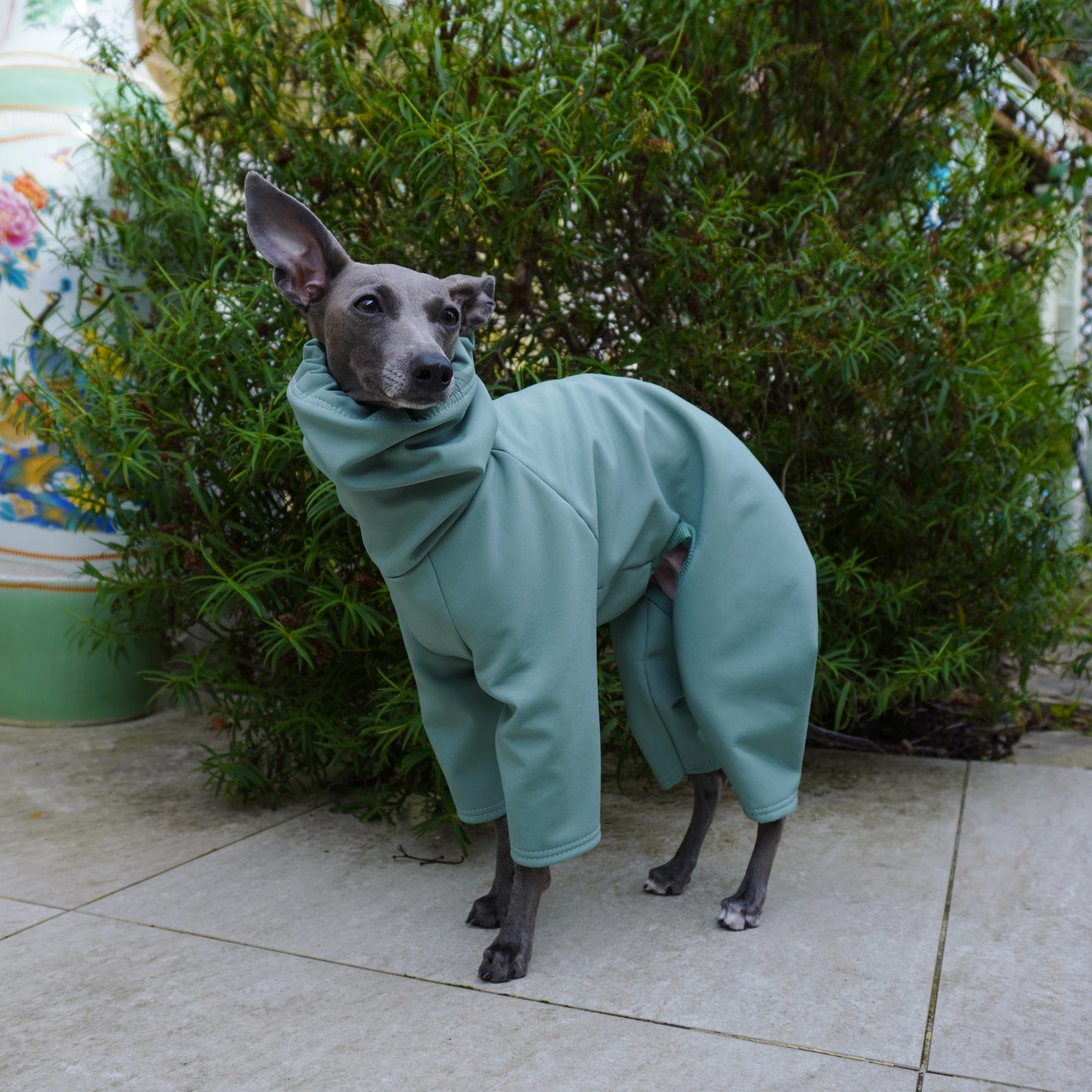 Lifestyle shot of Whippet standing outside wearing waterproof softshell warm dog coat by LE PUP.