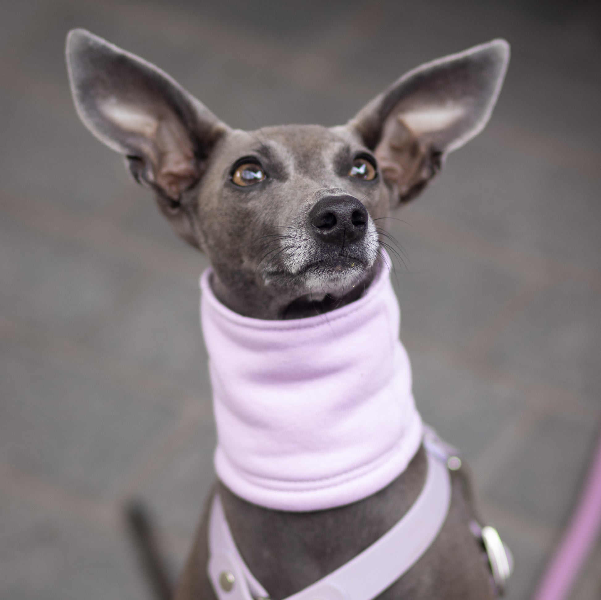 Cute Italian greyhound with big ears wearing lilac dog snood by LE PUP.