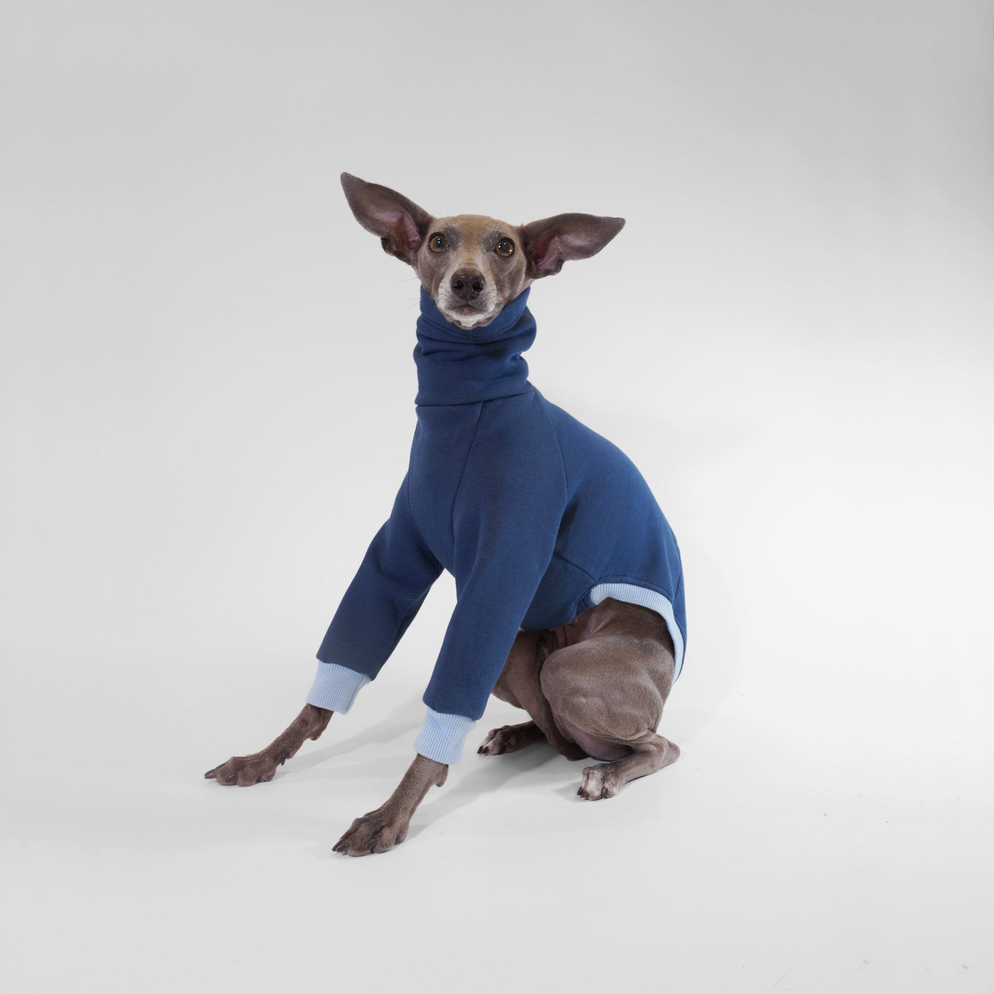 Iggy wearing navy blue Oeko-Tek certified sweatshirt fabrics dog jumper