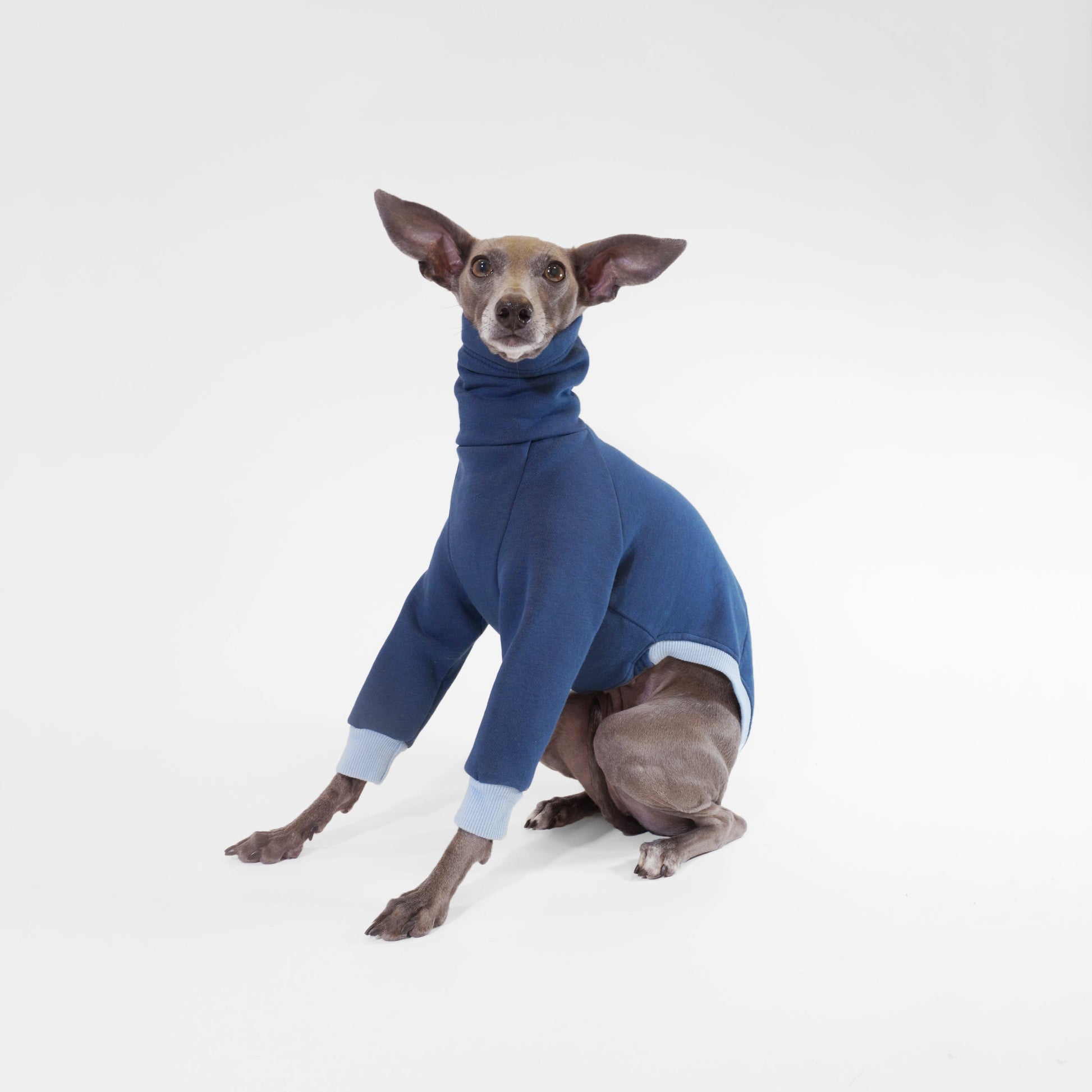 Italian Greyhound wearing navy blue dog jumper made from sustainable Oeko-Tex sweatshirt by LE PUP.