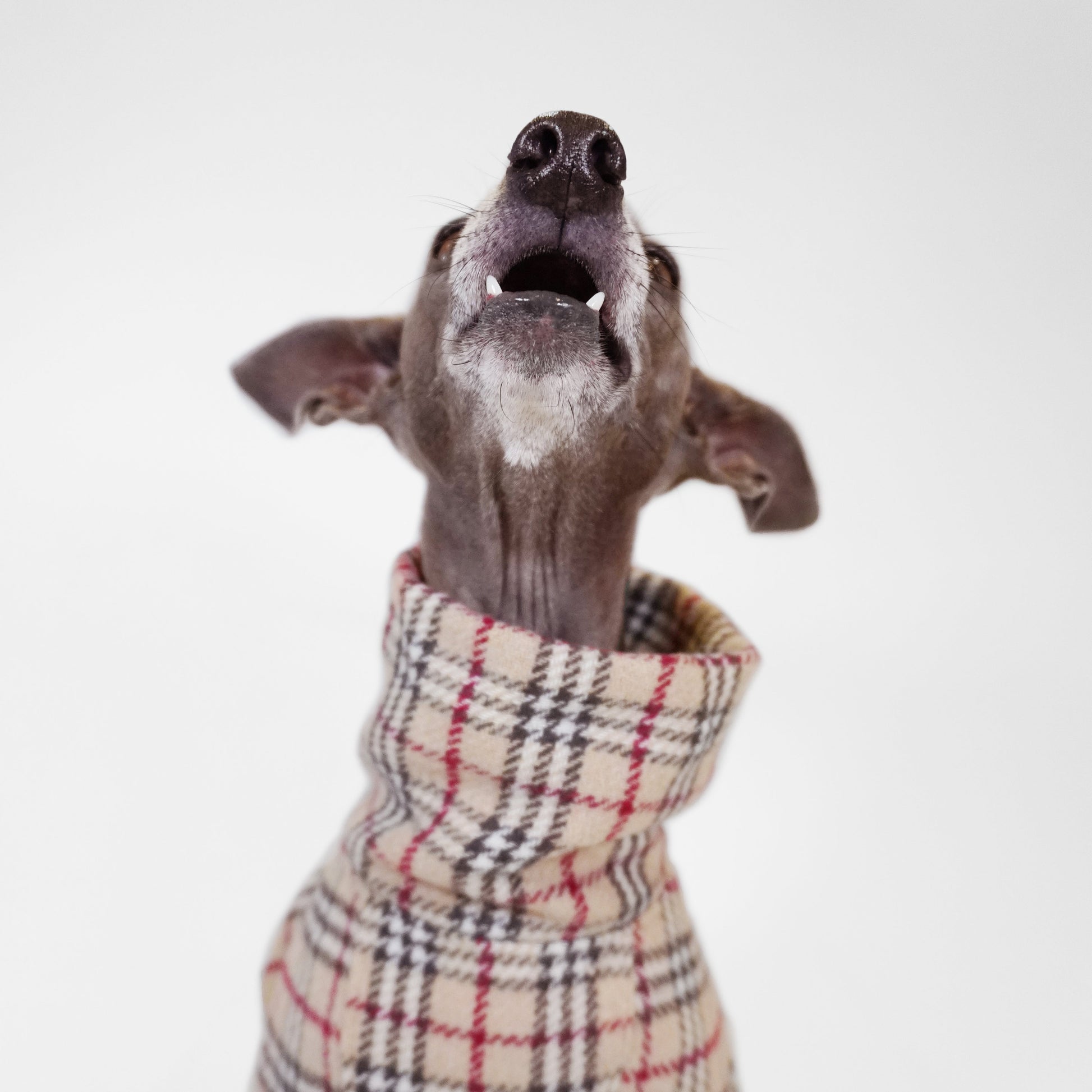 Italian greyhound looking up wearing tartan jumper
