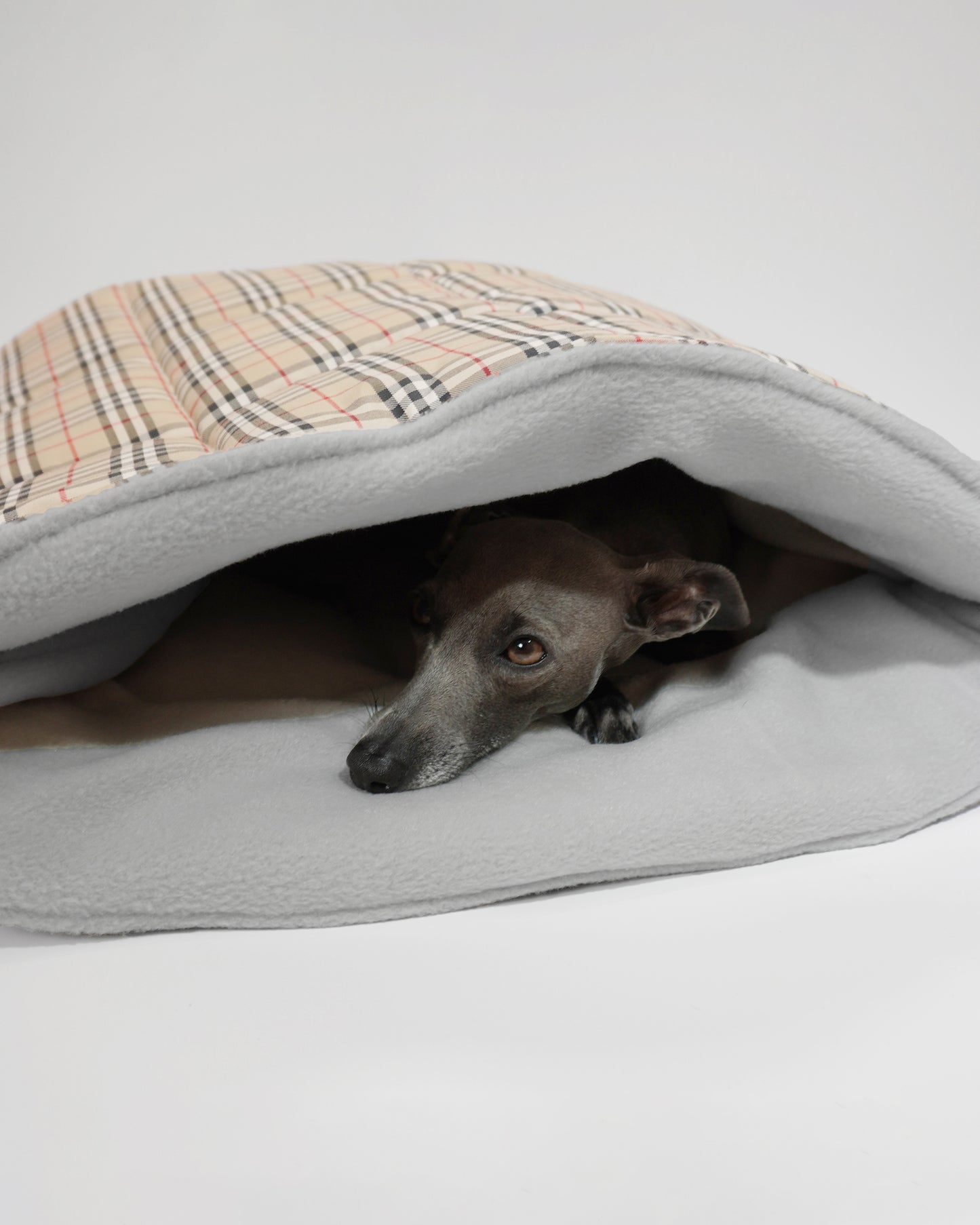 Pet snuggle sack laid down with Italian greyhound  resting inside by LE PUP.