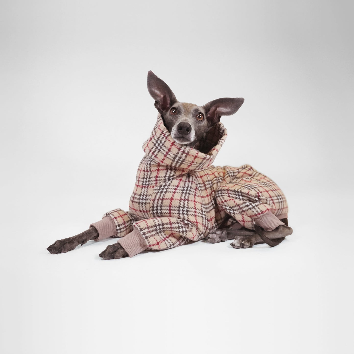 Dog sitting wearing classic dog tartan onesie