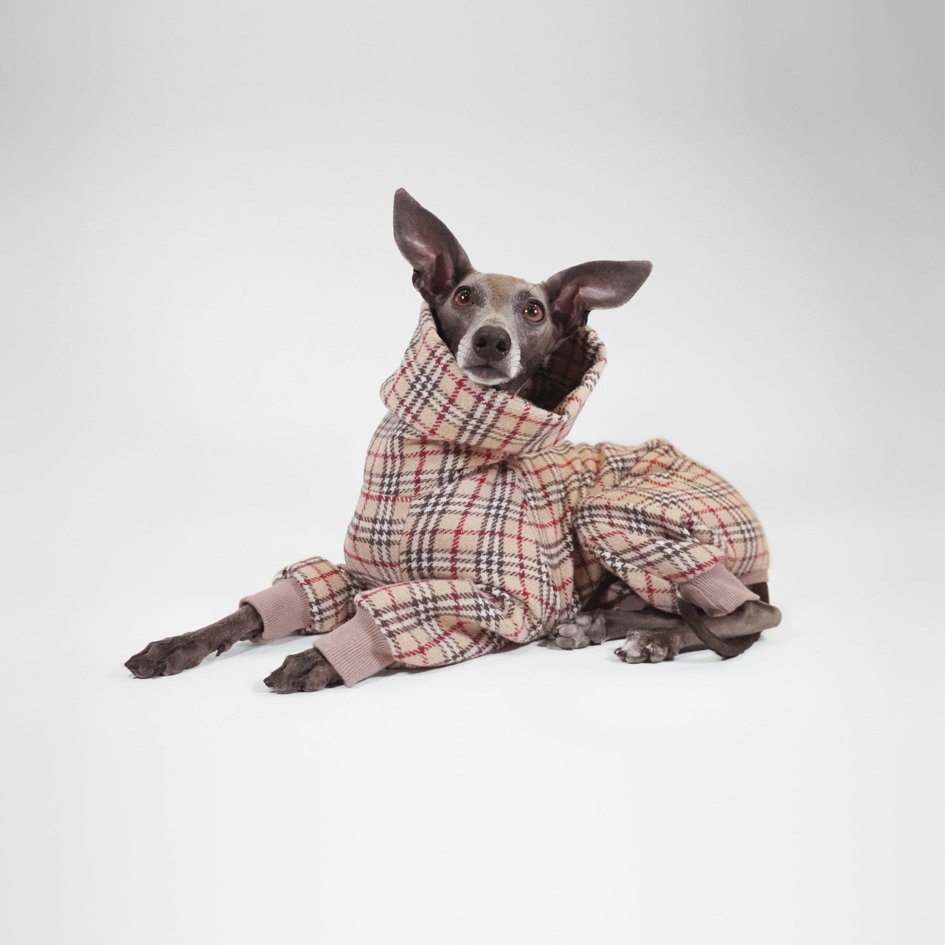 Dog sitting wearing classic dog tartan onesie