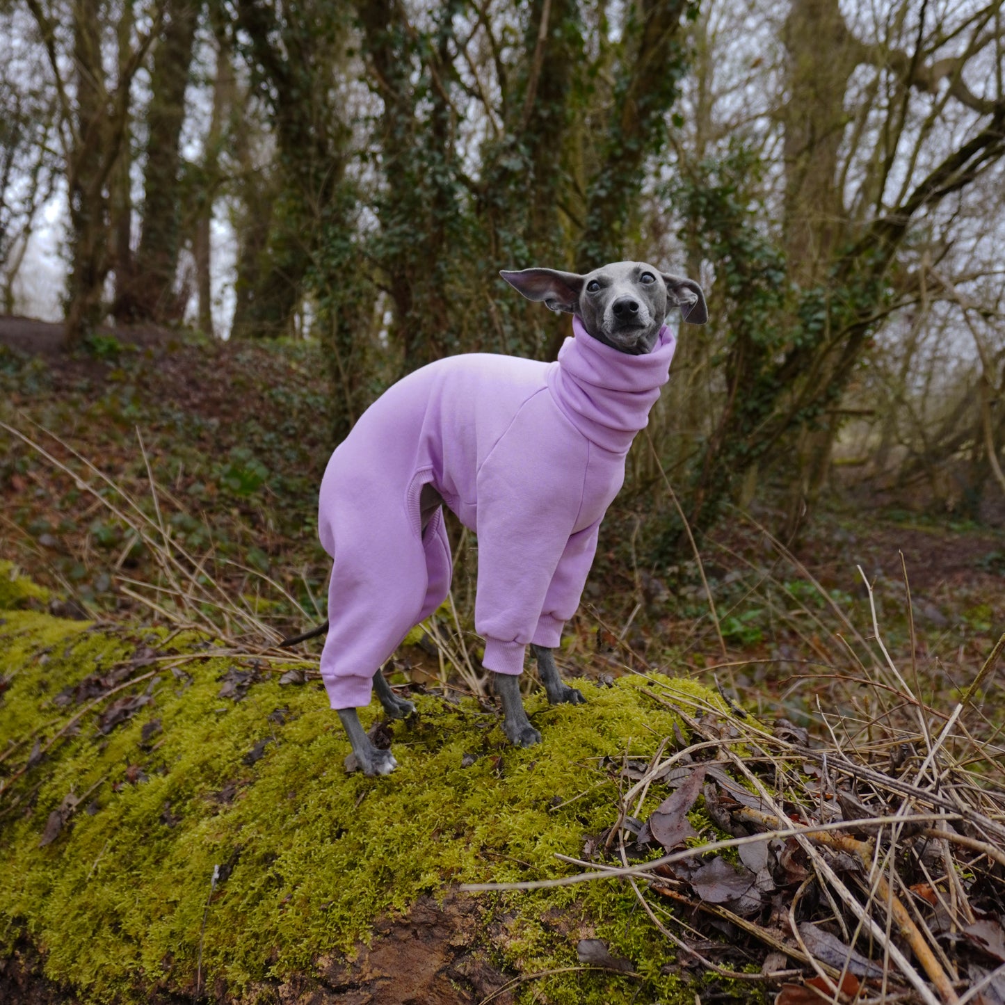 Lifestyle shot of Italian greyhound dog  standing outside in the woods wearing lilac sweatshirt dog onesie by LE PUP. Side Shot.