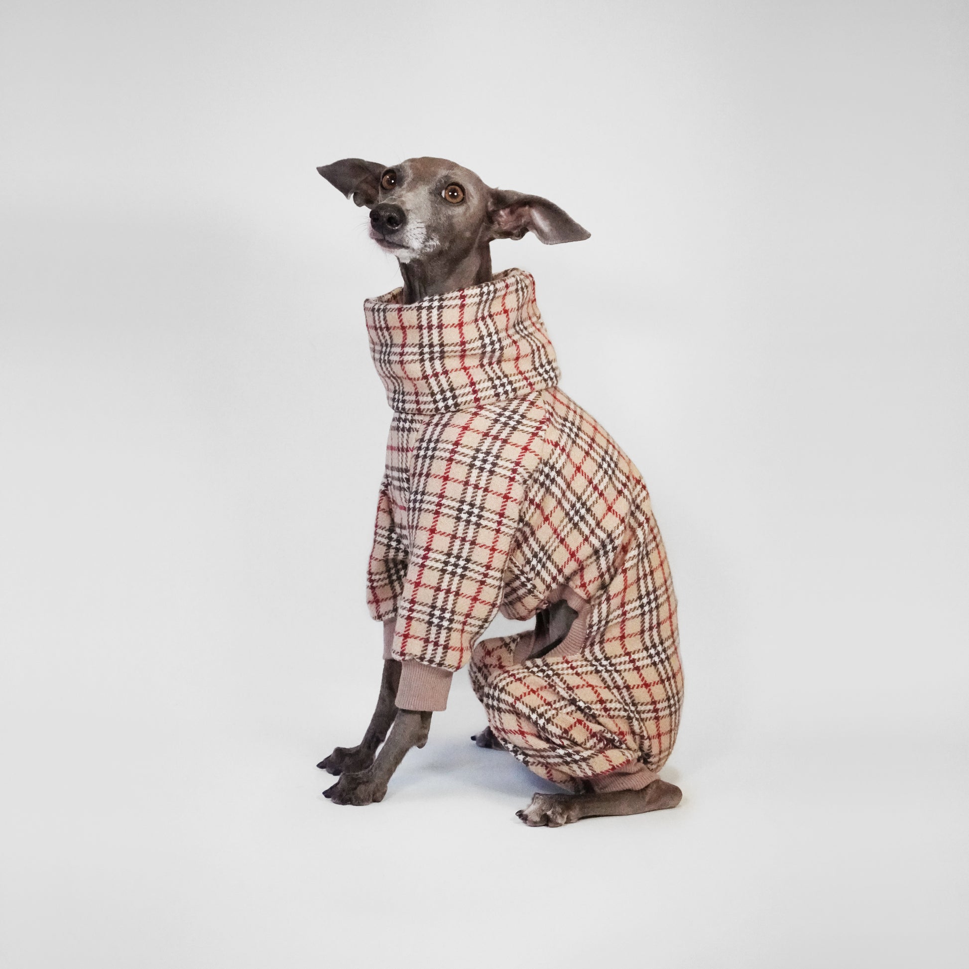 Dog wearing luxury classic tartan bespoke onesie