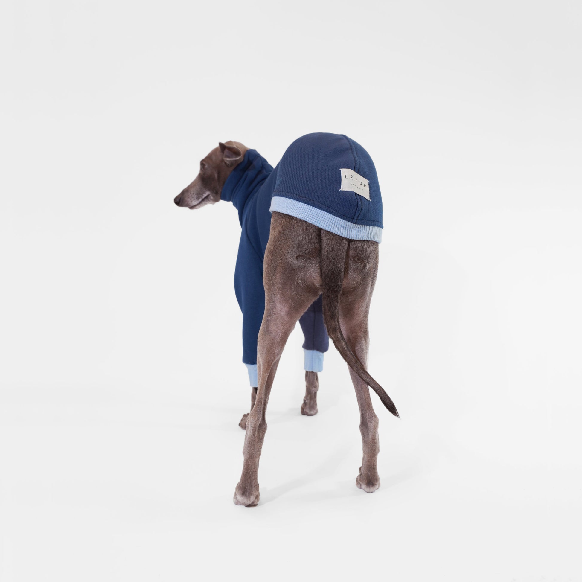 Italian Greyhound wearing navy blue dog jumper made from sustainable Oeko-Tex sweatshirt by LE PUP.