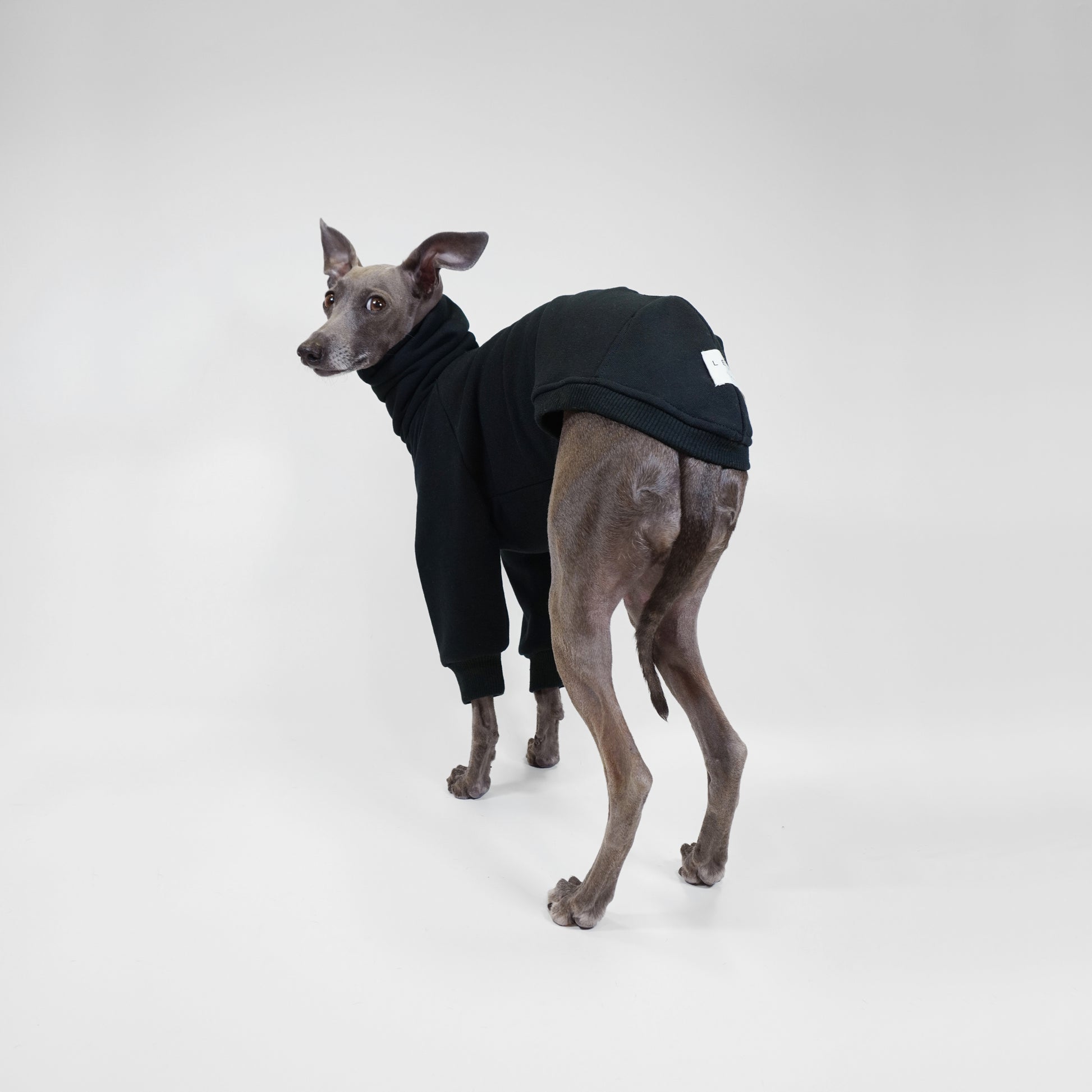Italian Greyhound back shot wearing black dog jumper made from OEKO-TEX certified fabrics by LE PUP.