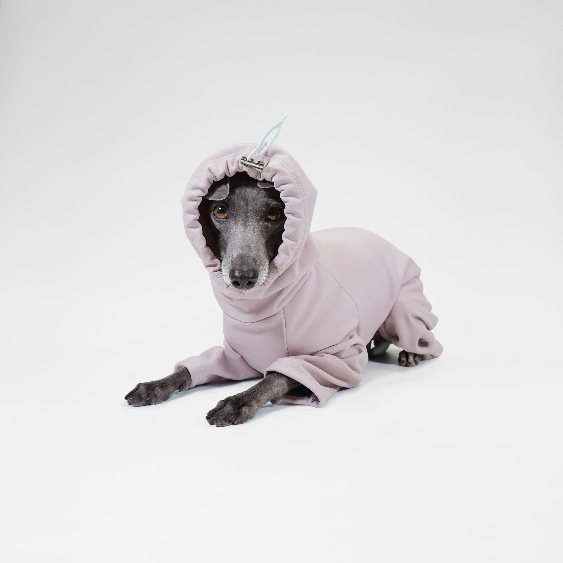 Italian greyhound dog wearing soft-shell raincoat with hood up