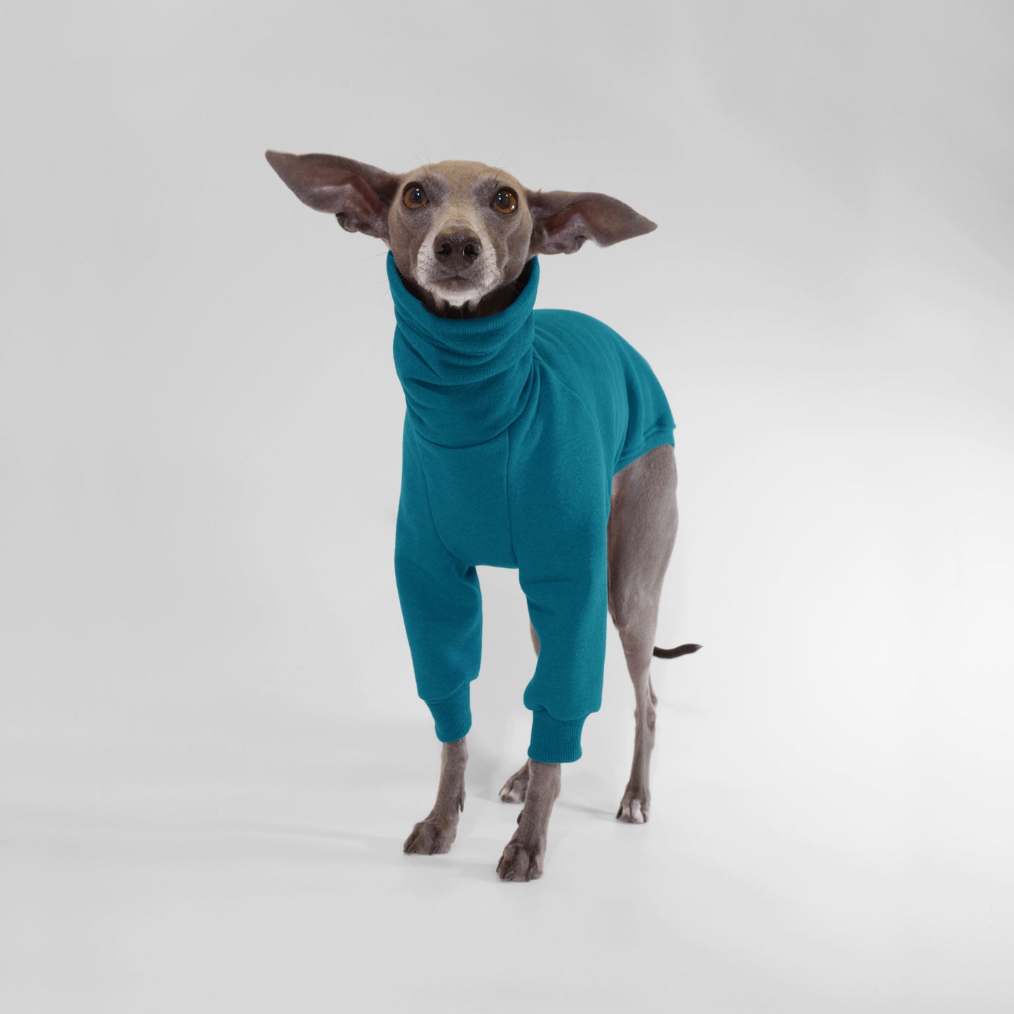 Italian Greyhound  standing and wearing deep teal dog jumper made from OEKO-TEX certified fabrics by LE PUP.