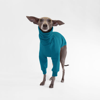 Italian greyhound wearing Oeko Tek sweatshirt onesie in deep teal