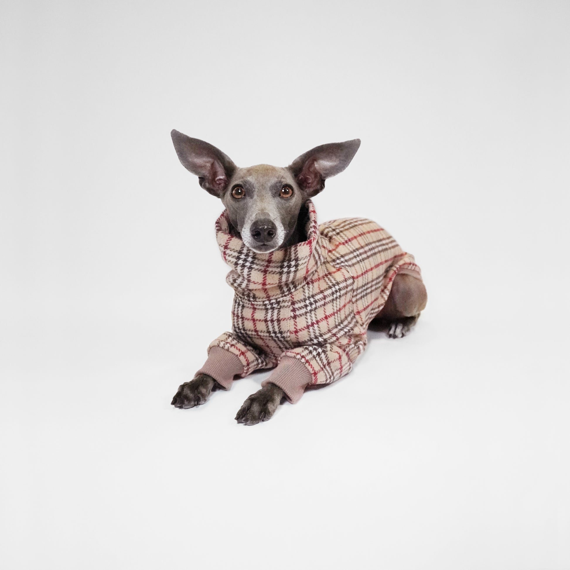 Italian Greyhound sitting wearing tartan dog jumper