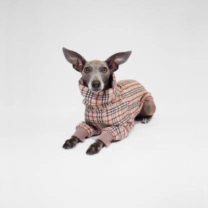 Italian Greyhound sitting wearing tartan dog jumper