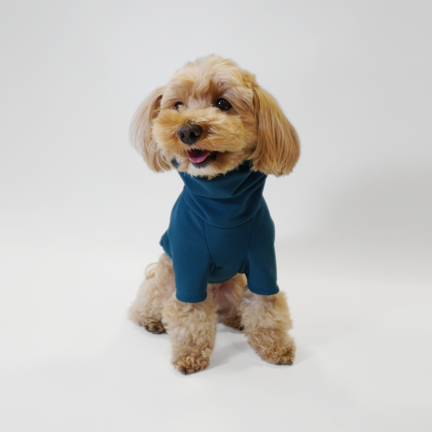 Front view of Maltipoo wearing dog raincoat in teal and softshell by LE PUP.