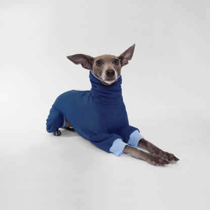 Italian Greyhound sitting and wearing deep navy dog jumper with light blue trim made from OEKO-TEX certified fabrics by LE PUP.