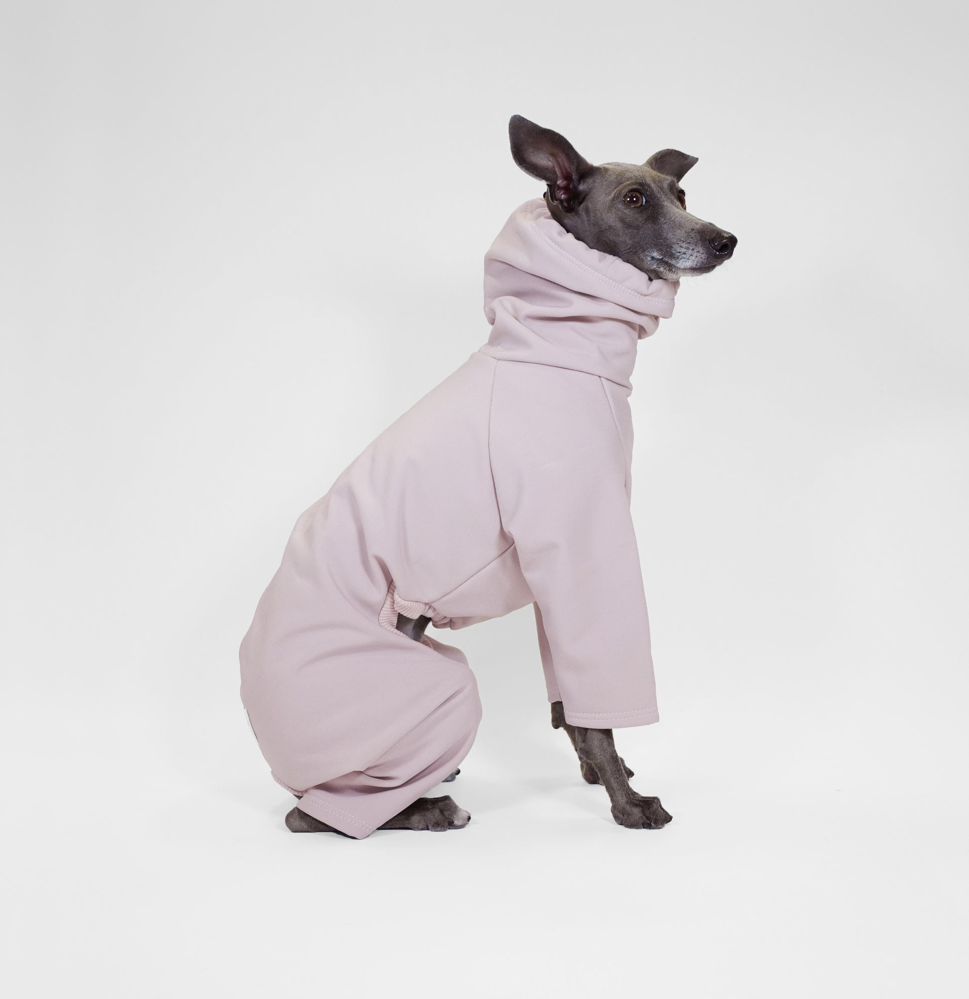 side sitting shot of Italian Greyhound wearing bespoke raincoat