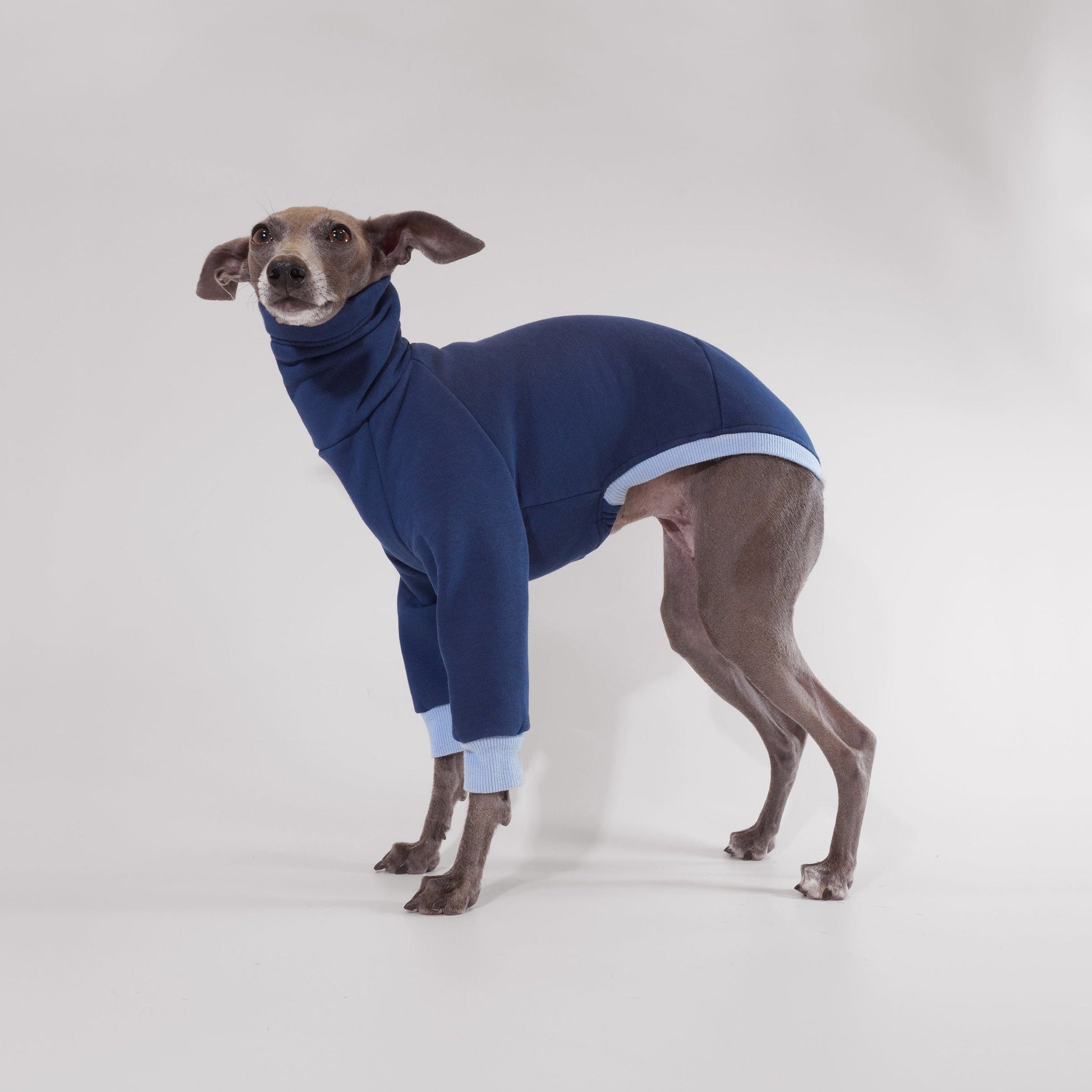 Italian Greyhound and whippet jumper made from sustainable Oeko-Tex sweatshirt by LE PUP.