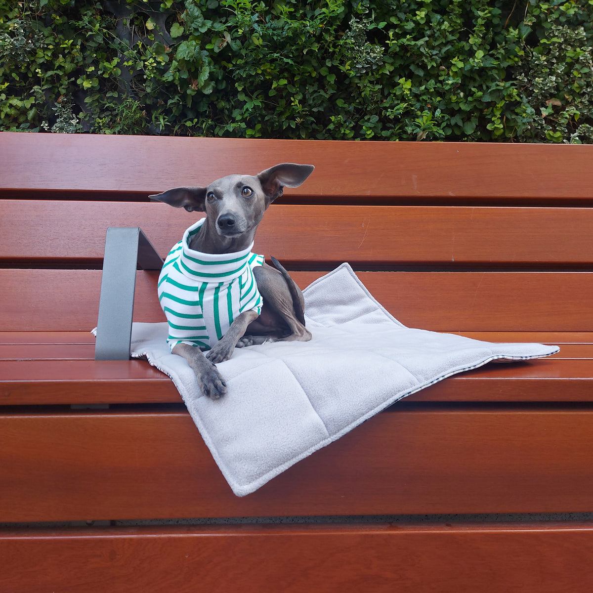 Italian Greyhound wearing green striped organic cotton dog tshirt sitting on a bench