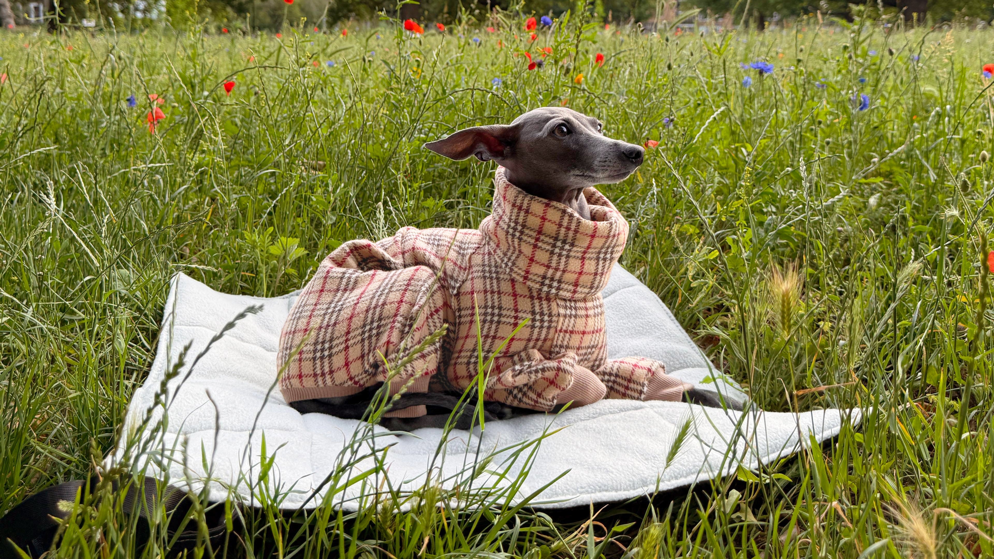 Italian Greyhound wearing a tartan dog onesie laying on a dog travel mat in a meadow
