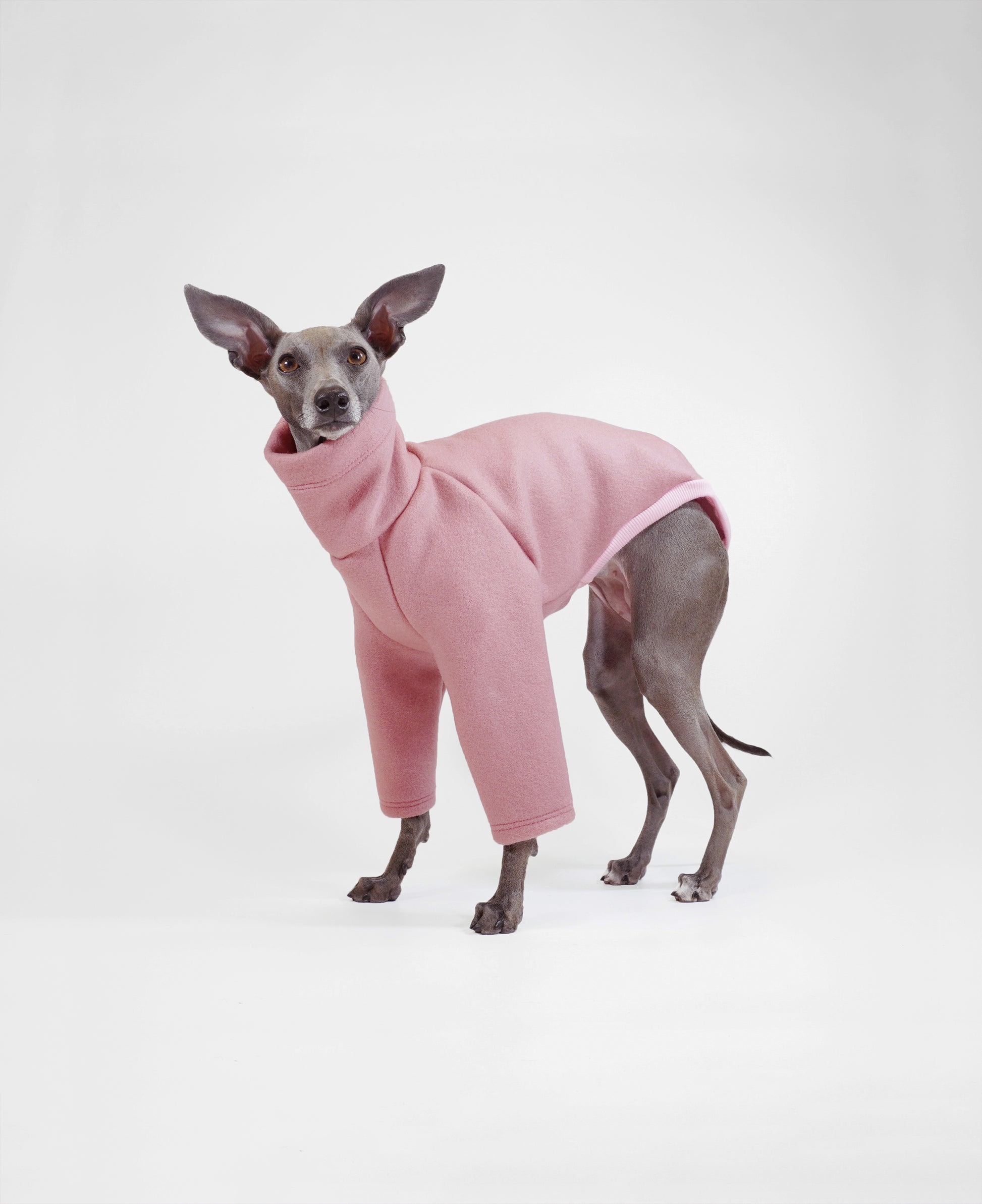 Dog wearing a pink wool-look jumper on a white background