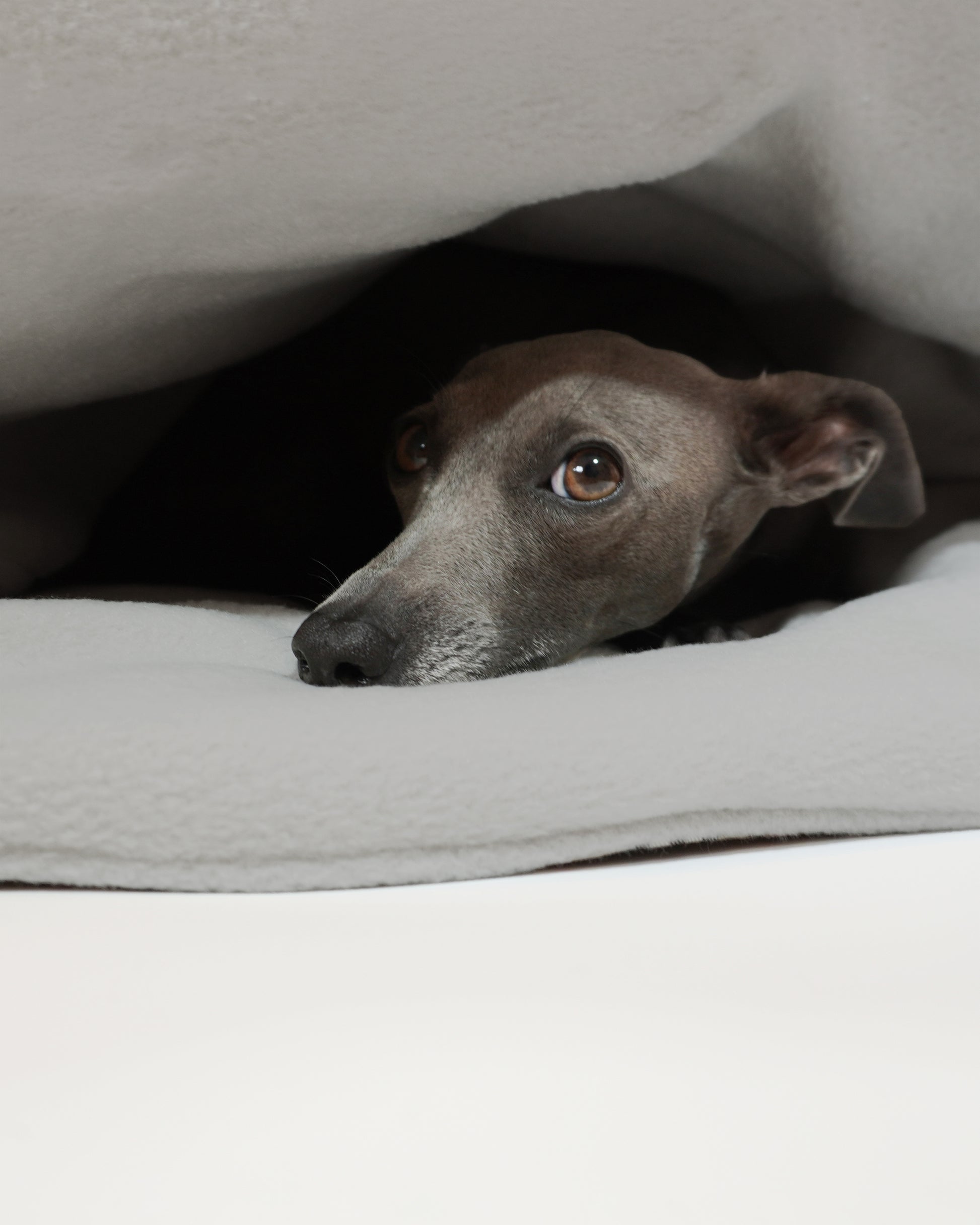Cute close up showing Italian greyhound resting inside dog envelope bed by LE PUP.