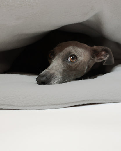 Cute close up showing Italian greyhound resting inside dog envelope bed by LE PUP.