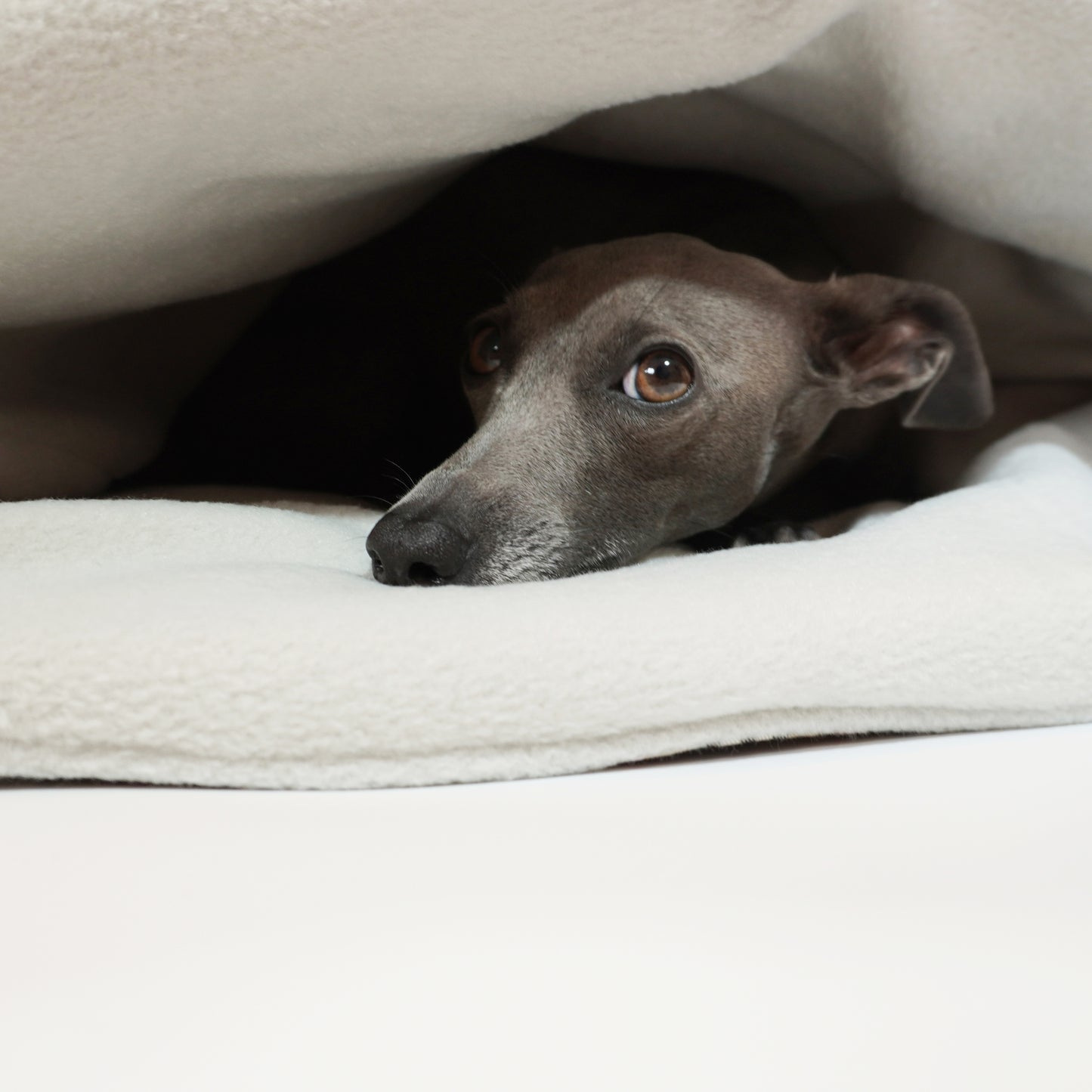 Cute close up showing Italian greyhound resting inside dog envelope bed by LE PUP.