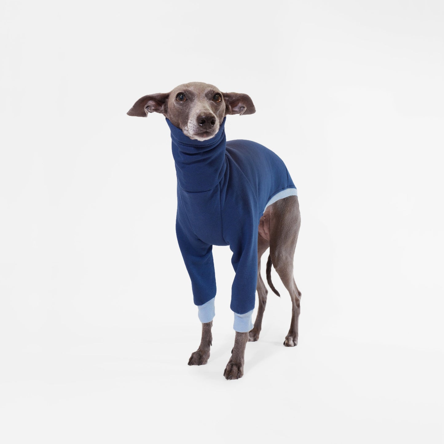 Italian Greyhound wearing navy blue dog jumper made from sustainable Oeko-Tex sweatshirt by LE PUP.