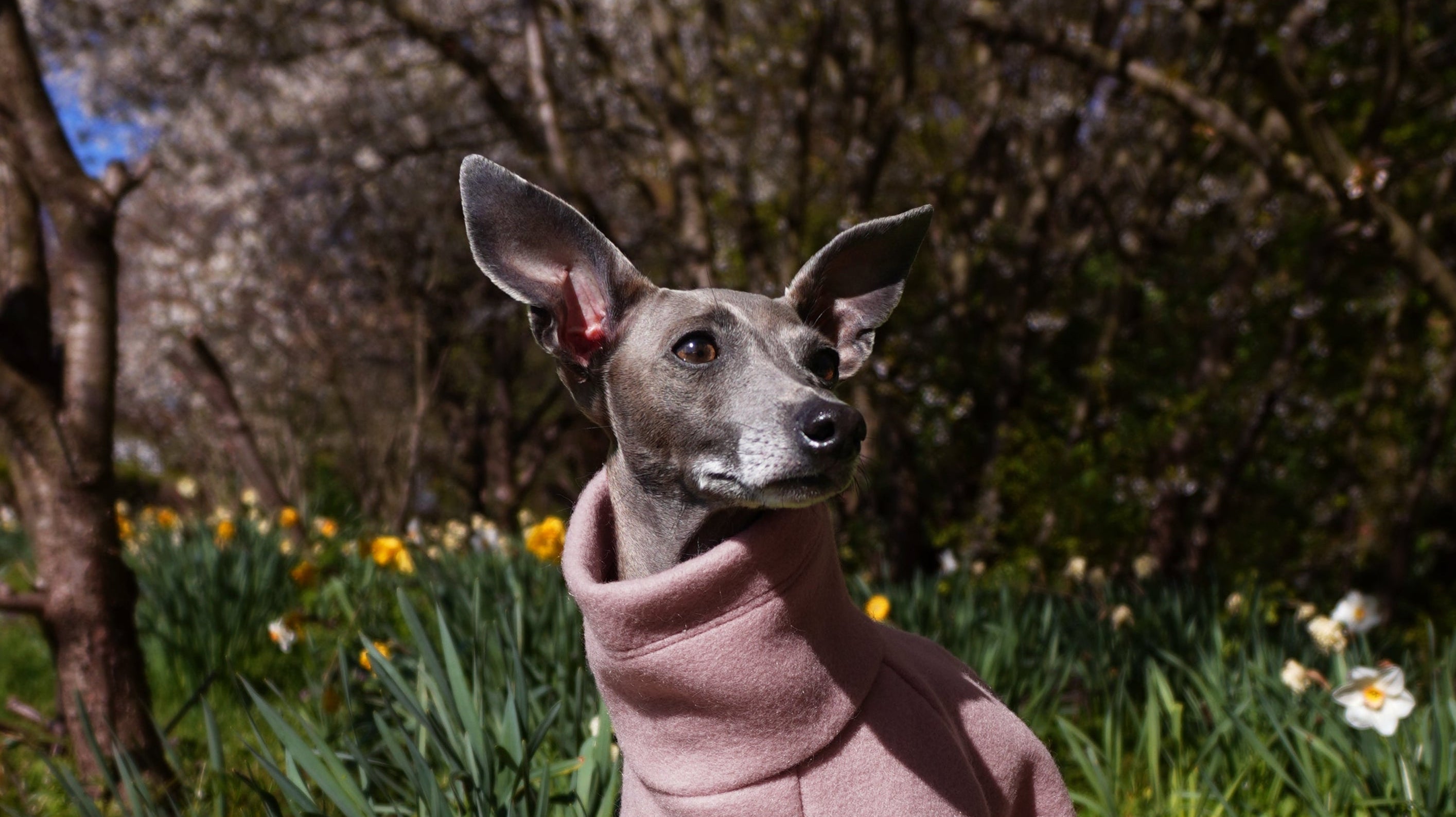Italian Greyhound wearing pink wool jumper on a log in spring