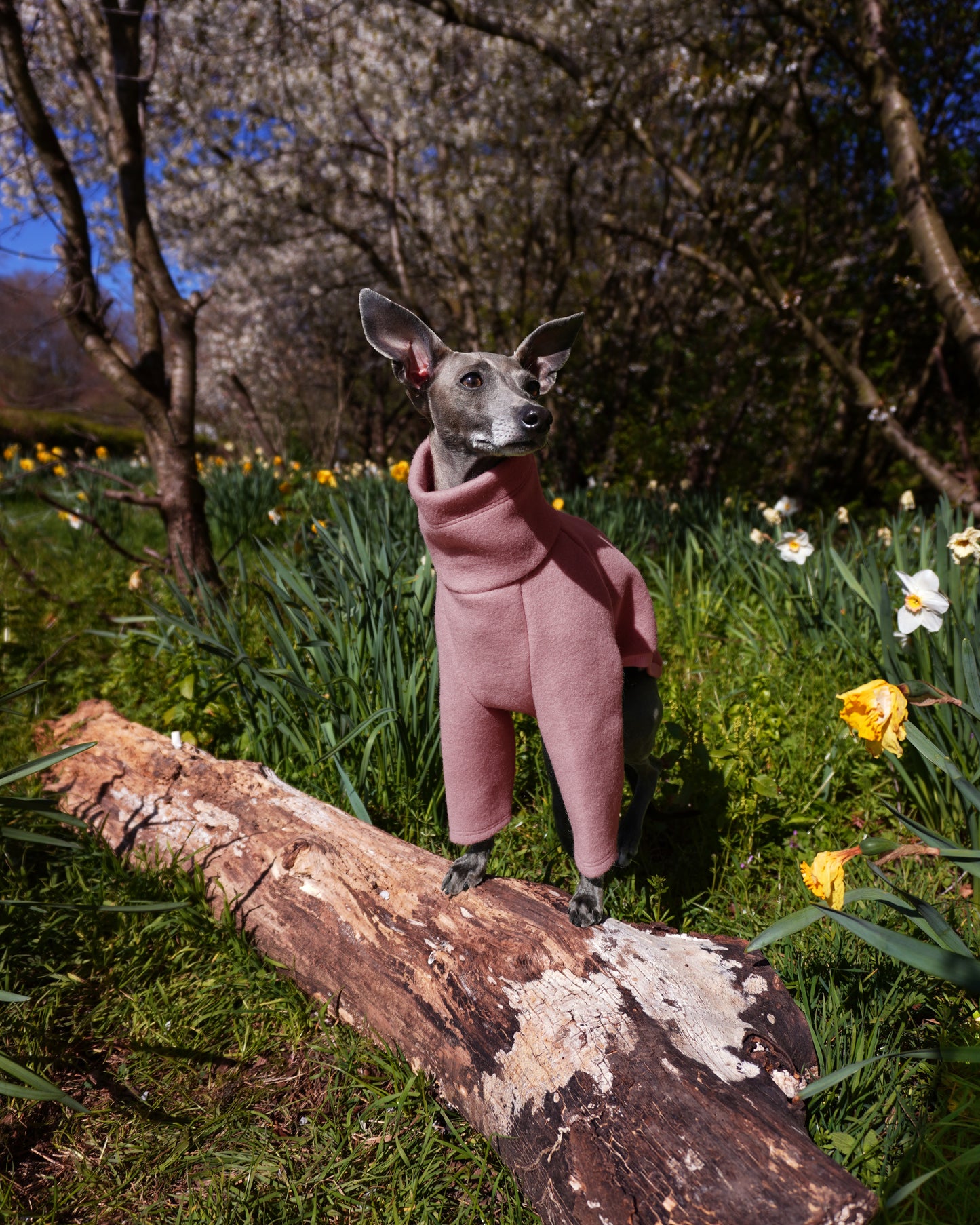 Italian greyhound in park and wearing a pink jumper