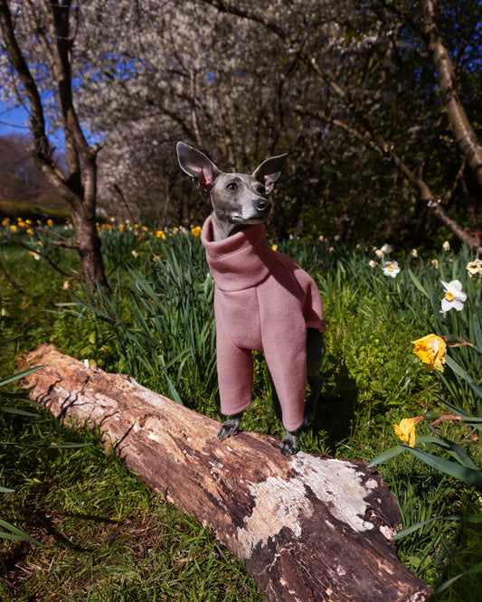 Italian greyhound in park and wearing a pink jumper