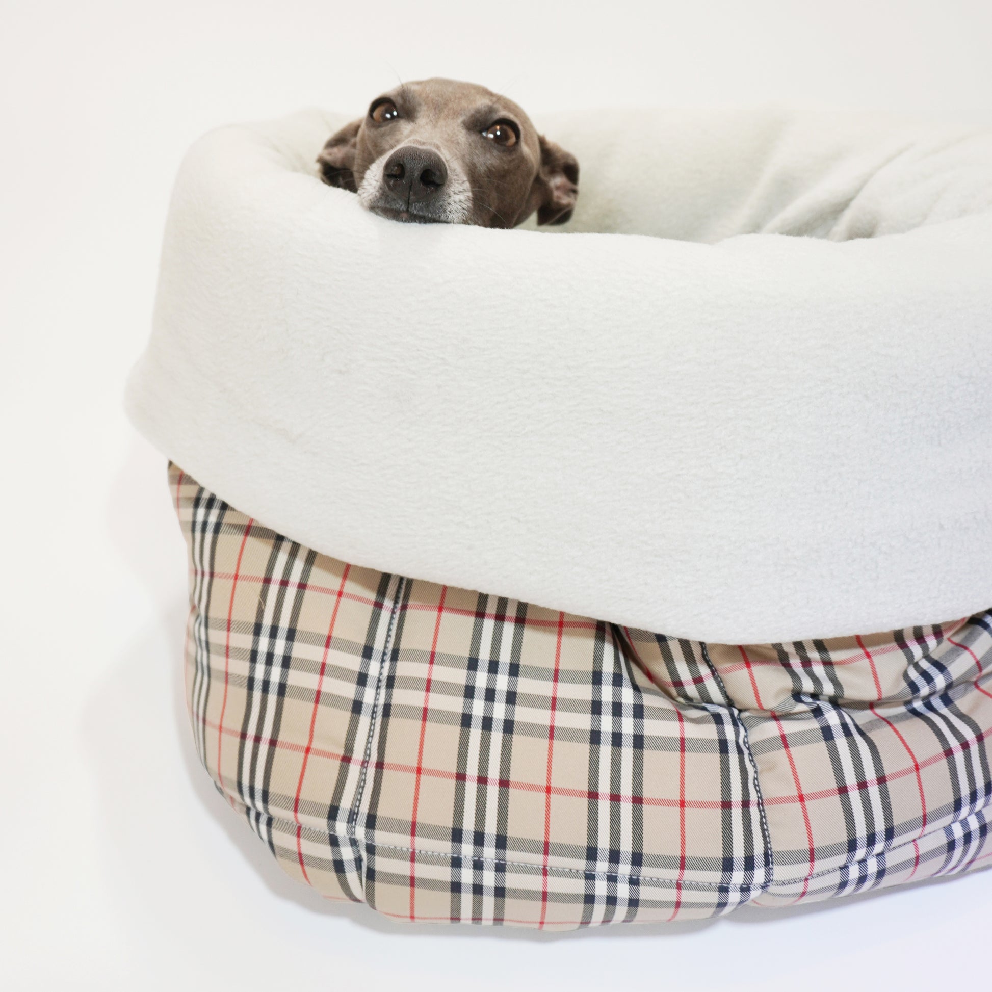 Cute Italian greyhound peeping from portable dog snuggle sack in tartan fabric, perfect as a dog car bed by LE PUP.