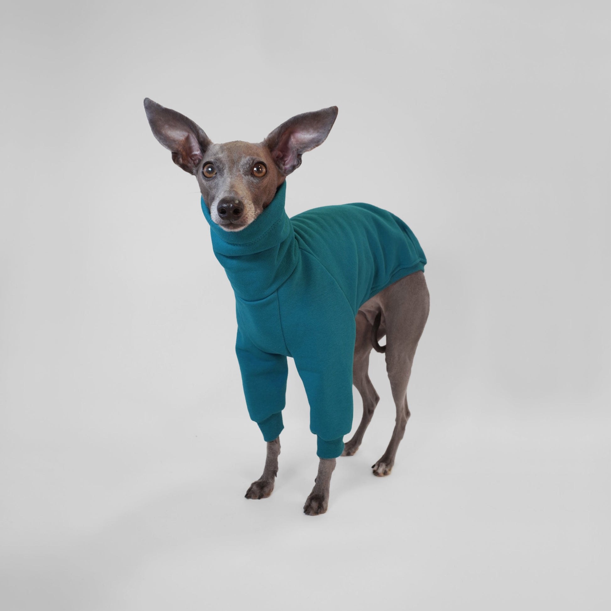 Italian Greyhound standing wearing custom made deep teal dog jumper made from OEKO-TEX certified fabrics by LE PUP.
