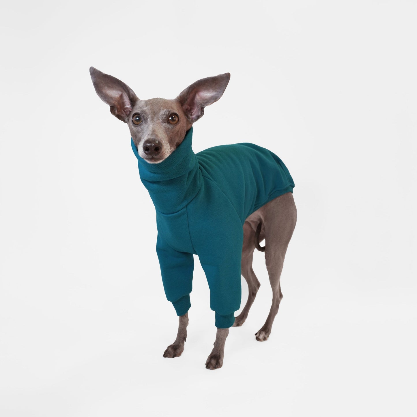 Italian greyhound wearing Oeko Tek sweatshirt onesie in deep teal
