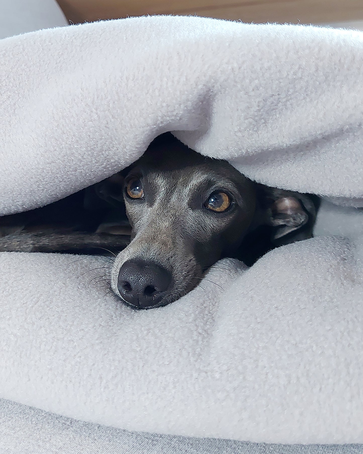 LÈ SAC Dog Snuggle Bed – Dogtooth
