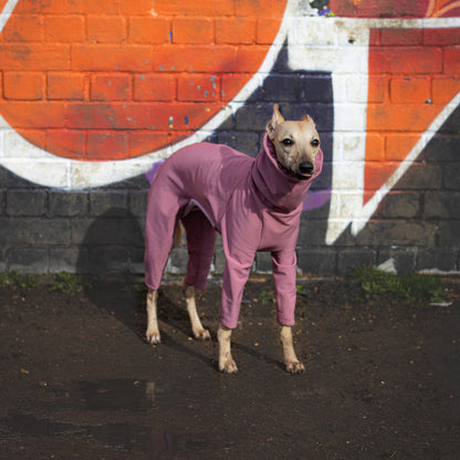 Whi[[et wearing a waterproof softshell dog raincoat for wet weather protection by LE PUP.