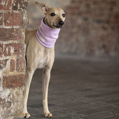 Whippet standing behind brick wall wearing custom made dog snood by LE PUP.