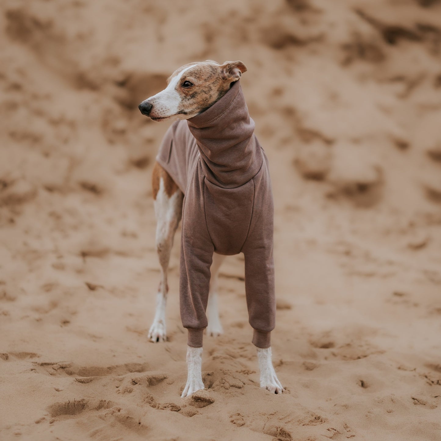 Front view of whippet at the beach wearing Noki dog jumper made from eco friendly materials by LE PUP.